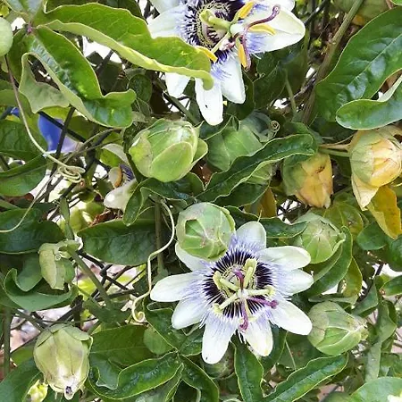 ベッド・アンド・ブレックファスト A Ridosso