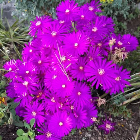 A Ridosso Alojamento de Acomodação e Pequeno-almoço Riccò del Golfo di Spezia