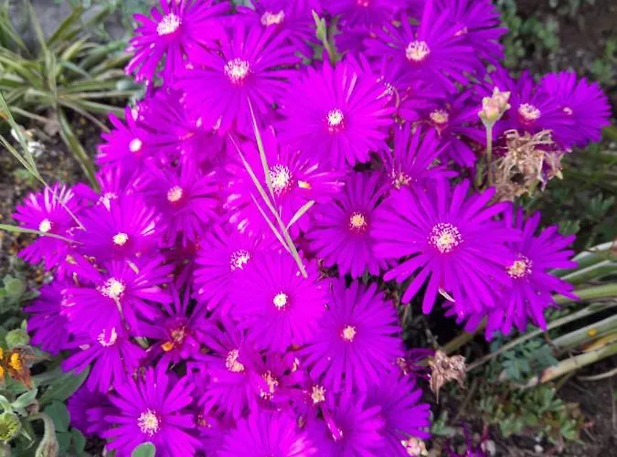 A Ridosso Panzió Riccò del Golfo di Spezia
